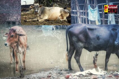 Animal Care In Rainy Season: बारिश में पशुओं को संक्रामक रोग से बचाने के लिए तुरंत कराएं टीकारण, IMD ने जारी की सलाह