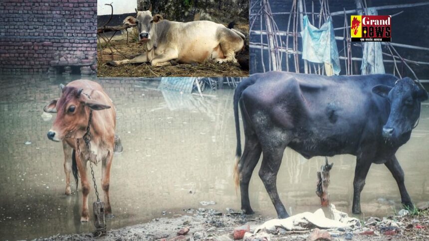 Animal Care In Rainy Season: बारिश में पशुओं को संक्रामक रोग से बचाने के लिए तुरंत कराएं टीकारण, IMD ने जारी की सलाह