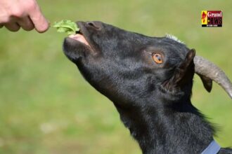 Goat Farming: ये तीन पेड़ो के पत्ते खिलानें से बकरियों के पेट में नहीं होंगे कीड़े, दवाई खिलाने का झंझट खत्म