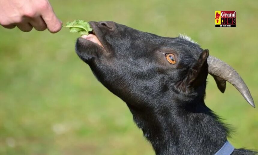 Goat Farming: ये तीन पेड़ो के पत्ते खिलानें से बकरियों के पेट में नहीं होंगे कीड़े, दवाई खिलाने का झंझट खत्म