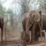 Viral : बारिश के मौसम का आनंद लेते दिखे हाथी की फैमिली, वायरल हुआ वीडियो, देखें