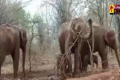 Viral : बारिश के मौसम का आनंद लेते दिखे हाथी की फैमिली, वायरल हुआ वीडियो, देखें