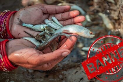 CG NEWS: आज से छत्तीसगढ़ में मछली पकड़ना बैन, मछली पकड़ते पाए गए तो हो सकती है जेल