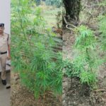 RAIPUR NEWS : घर में गांजे का पौधा उगाने वाला आरोपी गिरफ्तार  