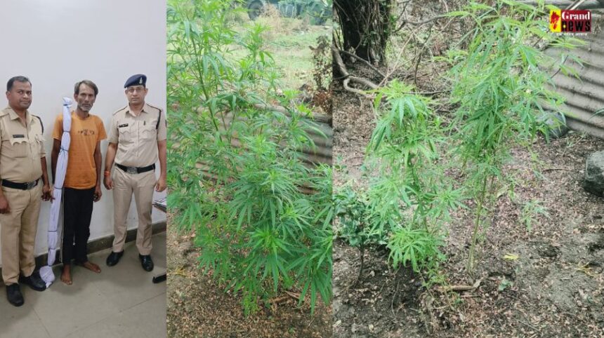 RAIPUR NEWS : घर में गांजे का पौधा उगाने वाला आरोपी गिरफ्तार  