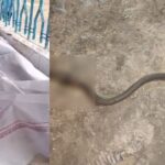 CGNEWS : जहरीले सांप के काटने से 10 साल के मासूम की मौत, परिजनों ने लाठी से पीट-पीटकर सांप को मार डाला