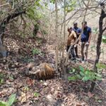 MP NEWS: दो साल के बाघ की हुई संदिग्ध परिस्थितियों मे मौत