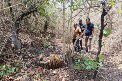 MP NEWS: दो साल के बाघ की हुई संदिग्ध परिस्थितियों मे मौत