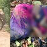 CG NEWS : हाथी ने किया पति-पत्नी पर हमला, महिला की मौत, इलाके में दहशत का माहौल 