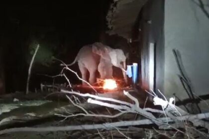 CG Elephant attack