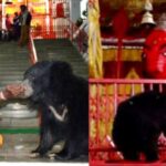 CG : छत्तीसगढ़ के इस मंदिर में भालू बना मंदिर का आकर्षण केंद्र, पुजारी से मांगते हैं प्रसाद