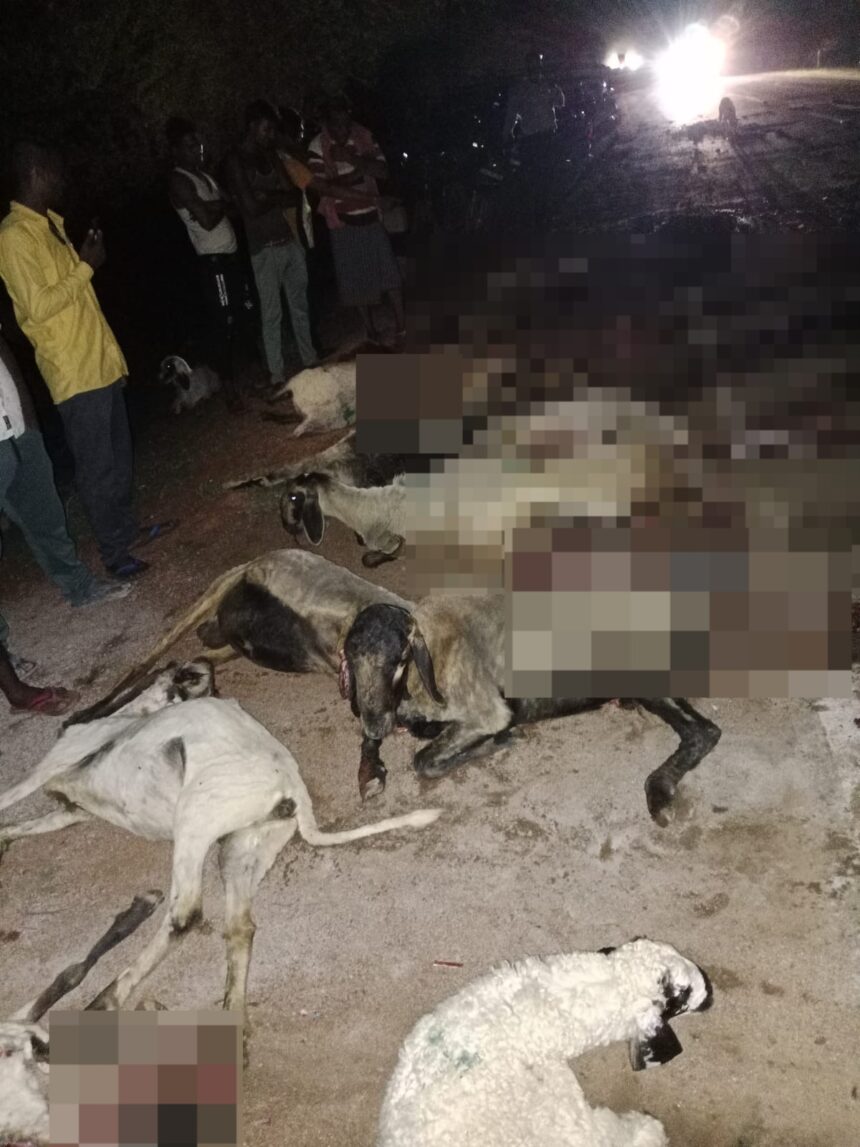 Chhattisgarh Breaking : खूनी हाइवा ने सड़क पार कर रहे 25 से अधिक मवेशियों को रौंदा, दो दर्जन भेड़-बकरी घायल