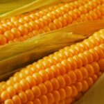 Sweet Corn Farming: स्वीट कॉर्न की खेती कैसे करें ? दोगुना मुनाफा कमाने का सबसे बेस्ट तरीका