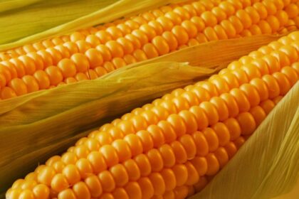 Sweet Corn Farming: स्वीट कॉर्न की खेती कैसे करें ? दोगुना मुनाफा कमाने का सबसे बेस्ट तरीका