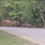 Korba News : कुदमुरा रेंज में सड़क पार करता नजर आया 33 हाथियों का झुण्ड, दहशत में ग्रामीण 