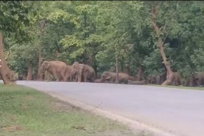 Korba News : कुदमुरा रेंज में सड़क पार करता नजर आया 33 हाथियों का झुण्ड, दहशत में ग्रामीण 