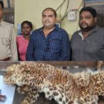 Chhattisgarh Crime : तेंदुए की खाल मामले में फरार मुख्य आरोपी गिरफ्तार 