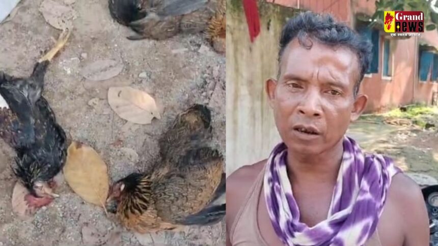 Chhattisgarh : मुर्गियों को इंसाफ दिलाने थाने पहुंचा शख्स, पड़ोसी पर जहर देकर मारने का आरोप, पुलिस से कार्रवाई की लगाई गुहार