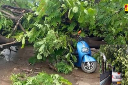 Raipur News: जय नारायण पांडे गवर्नमेंट स्कूल के सामने पेड़ गिरा, दो स्कूटी और एक पिकअप वाहन दबे