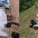 CG BREAKING: बैग और बोरे में मिली कई टुकड़ों में युवक की लाश, जाँच में जुटी पुलिस