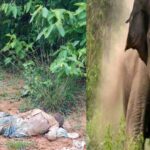CG: हाथी के हमले में ग्रामीण की मौत, डोरी बीनने गया था जंगल
