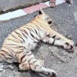 Big news: ट्रेन की टक्कर से बाघ की मौत, घायल शावकों के इलाज के दौरान आ गई बाघिन