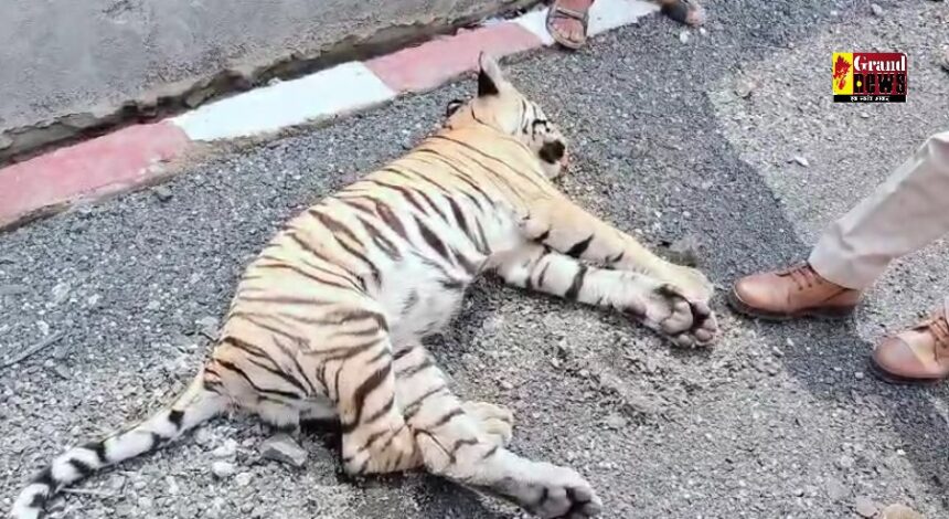 Big news: ट्रेन की टक्कर से बाघ की मौत, घायल शावकों के इलाज के दौरान आ गई बाघिन