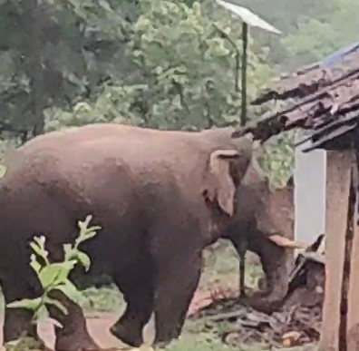 CG: इस गांव में बढ़ा हाथियों का आतंक, एक और घर तोड़ा