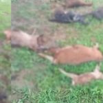 CG BREAKING : आकाशीय बिजली गिरने से 25 बकरियों की मौत, पशुपालकों को लाखों रूपये का नुकसान 