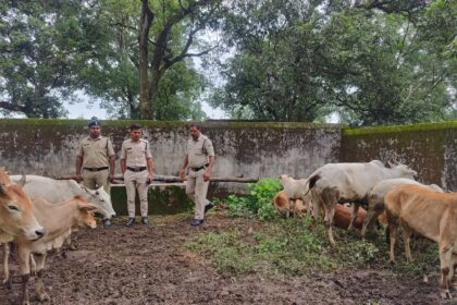 Jashpur News : गौ तस्करी पर पुलिस की कार्यवाही, 28 की बचाई जान, 200 गौ वंश को तस्करी होने से बचाया