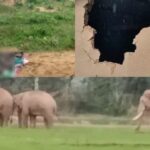 CG NEWS : छत्तीसगढ़ में हाथियों का उत्पात जारी, दो सगे भाइयों को उतारा मौत के घाट, इलाके में दहशत का माहौल 