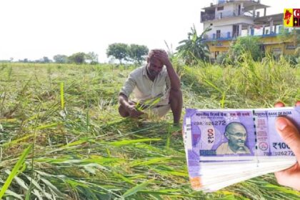 Chhattisgarh : ओला पीड़ित किसानों को मिला 9 लाख का मुआवजा, जानें प्रति हेक्टेयर कितना मिल रहा मुआवजा