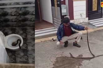 Snake Viral Video : टॉयलेट गया था युवक, अचानक सीट से निकले दो कोबरा सांप, दहशत में परिवार