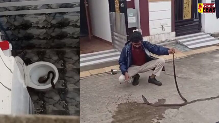 Snake Viral Video : टॉयलेट गया था युवक, अचानक सीट से निकले दो कोबरा सांप, दहशत में परिवार