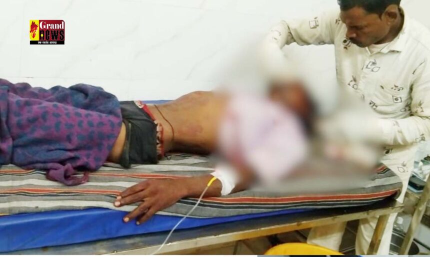 CG BREAKING : हरियाली त्यौहार मनाने जंगल गए तीन लोगों पर भालू ने किया हमला, एक की मौत, दो घायल