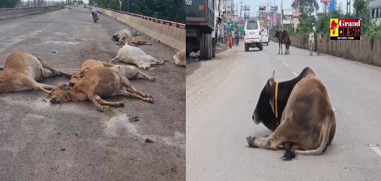 BIG BREAKING: शिवनाथ नदी पुल के उपर बैठे 11 मवेशियों को बस ने मारी टक्कर, 9 गाय की मौके पर मौत, दो घायल
