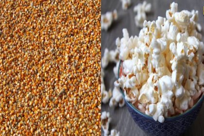 Popcorn Health Benefits : सिर्फ टाइमपास के लिए नहीं सेहत के लिए फायदेमंद हैं पॉपकॉर्न, जानिए कैसे ?