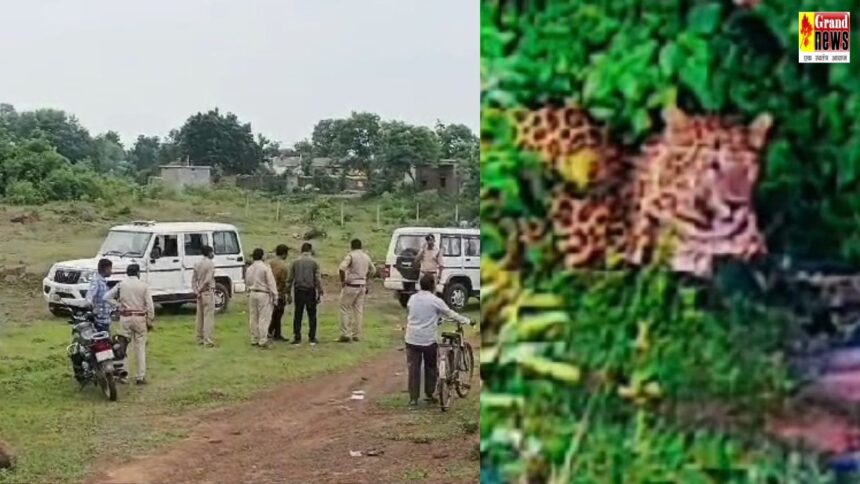 CG BREAKING : जहां हाथी ने कुचलकर ली थी महिला की जान वहीं दिखा तेंदुआ, पकड़ने जुटा वन विभाग, इलाके में हाई अलर्ट जारी 