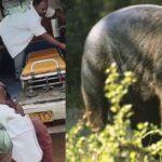 CG NEWS : हरेली पर्व के लिए लकड़ी लेने जंगल गए ग्रामीणों पर भालू ने किया हमला, एक की मौके पर मौत, दो गंभीर रूप से घायल