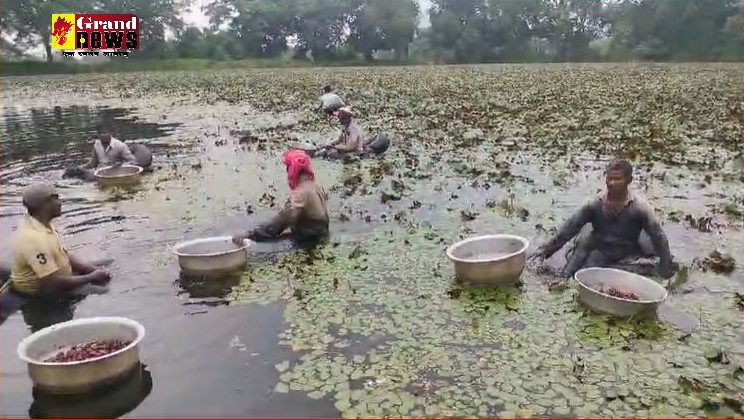 CG NEWS : किसान कर रहे सिंघाड़े की खेती, आर्थिक रूप से सुदृढ़ हो रहे गांव लोग