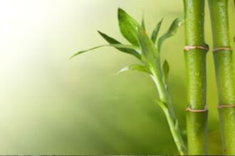 World Bamboo Day 2024: आज विश्व बांस दिवस, जानिए बैंबू शूट्स खाने के फायदे