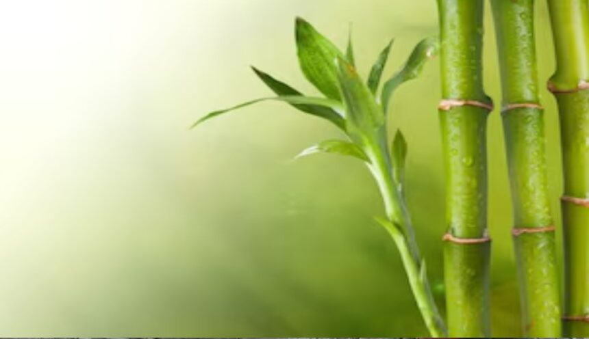 World Bamboo Day 2024: आज विश्व बांस दिवस, जानिए बैंबू शूट्स खाने के फायदे