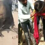 COW ATTACK : स्कूली छात्रा को गाय ने सींग से उठाकर पटका, गंभीर रूप से घायल छात्रा