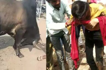 COW ATTACK : स्कूली छात्रा को गाय ने सींग से उठाकर पटका, गंभीर रूप से घायल छात्रा