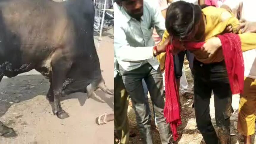 COW ATTACK : स्कूली छात्रा को गाय ने सींग से उठाकर पटका, गंभीर रूप से घायल छात्रा