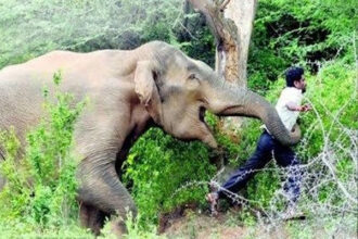 Chhattisgarh : धरमजयगढ़ में हाथियों का आतंक, हाथी के हमले से एक युवक की मौत, दूसरा घायल