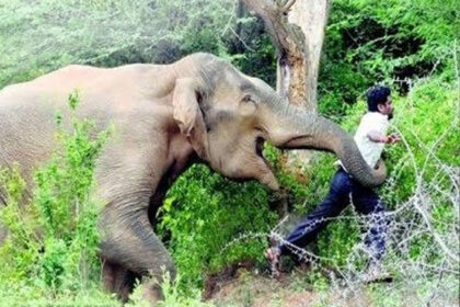 Chhattisgarh : धरमजयगढ़ में हाथियों का आतंक, हाथी के हमले से एक युवक की मौत, दूसरा घायल