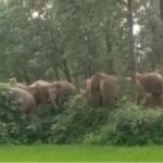 Terror of elephants in CG : रायगढ़ पहुंचा हाथियों का झुण्ड, किसानों के लाखों का फसल किया बर्बाद 