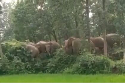 Terror of elephants in CG : रायगढ़ पहुंचा हाथियों का झुण्ड, किसानों के लाखों का फसल किया बर्बाद 