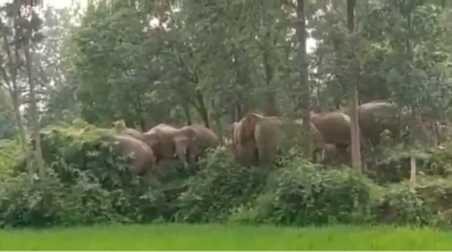 Terror of elephants in CG : रायगढ़ पहुंचा हाथियों का झुण्ड, किसानों के लाखों का फसल किया बर्बाद 